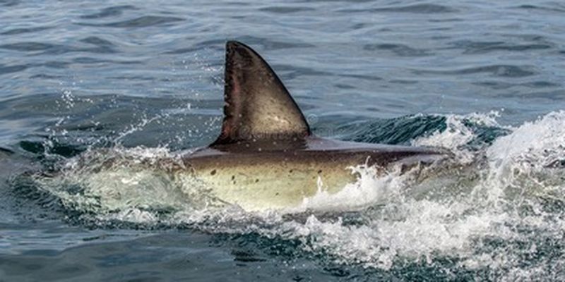 На турецком курорте туристы граблями отбились от акулы: видео
