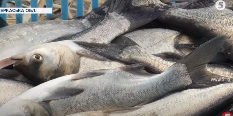 У Дніпро запустили понад 3 тони риби та очистили дно – відео