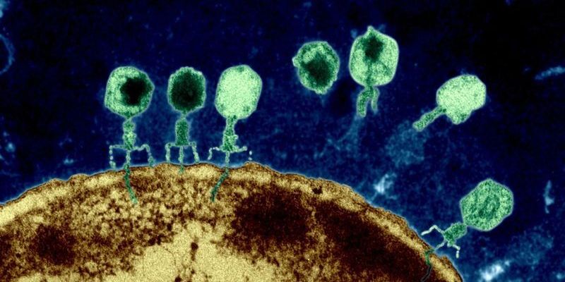 В теле человека обнаружили новый вирус