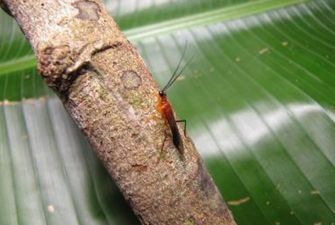 Ученые открыли на Амазонке новое насекомое с уникальным поведением