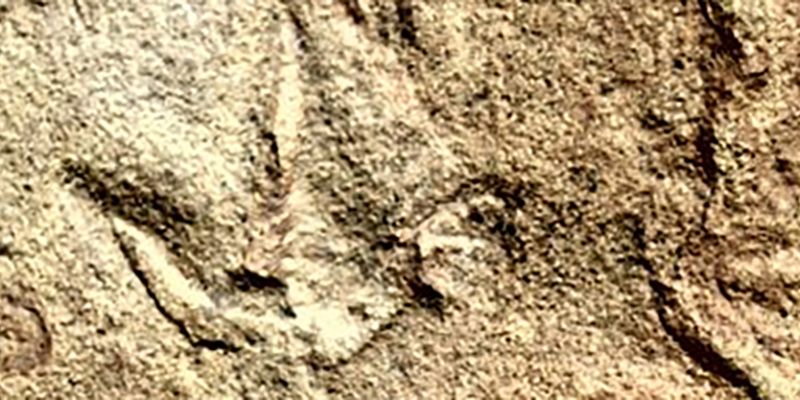В Африке нашли странные птичьи следы: первые пернатые появились только через 60 миллионов лет, фото