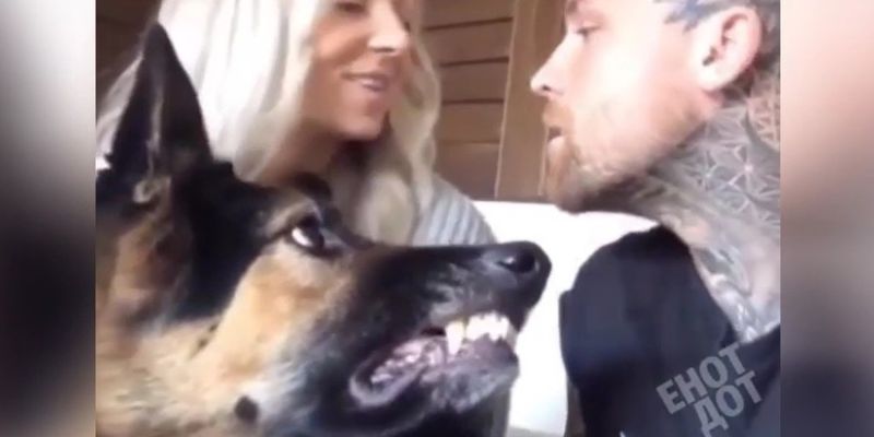 «Девушка слишком хороша для парня!»: пёс не позволил хозяйке поцеловать «конкурента»