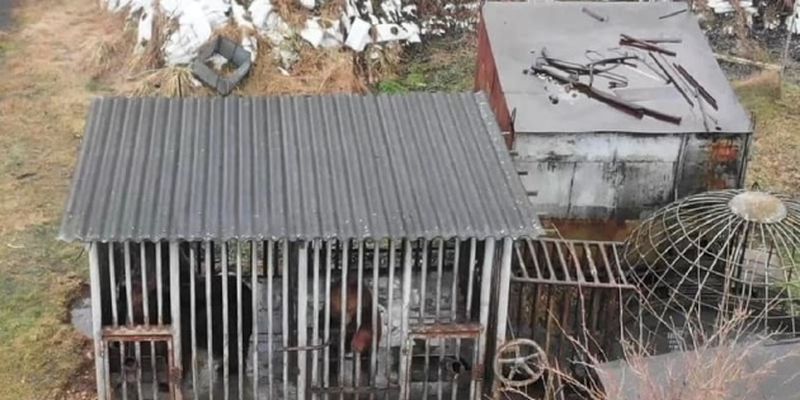 Трех медведей содержат в ужасных условиях на Прикарпатье: полицию просят вмешаться