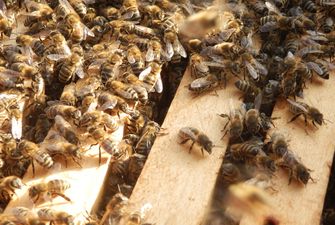 Мінекономіки перерозподілить кошти на держпідтримку бджільництва, щоб усі пасічники отримали допомогу — Висоцький