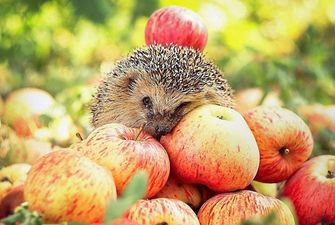 В этом году в результате низкого урожая подорожают яблоки – экономист