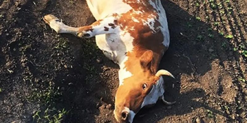 Поліцейські встановили особу чоловіка, який знущався з корови на Хмельниччині
