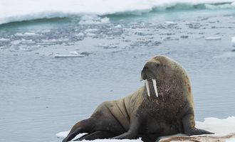 Потревожил моржа: туриста оштрафовали за то, что он слишком близко подошел к животному