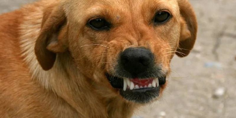 В Харьковской области бродячая собака напала на 14-летнюю девочку