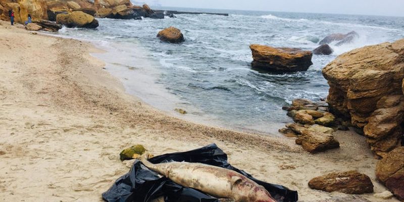 Третий раз за месяц. На пляжи Одессы вынесло мертвых дельфинов