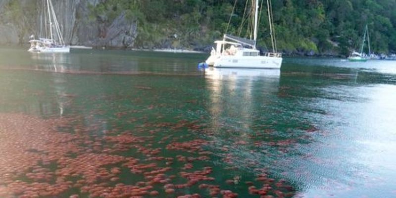 Поки туристи на карантині, прибережні води пляжів на Філіппінах заполонили томатні медузи