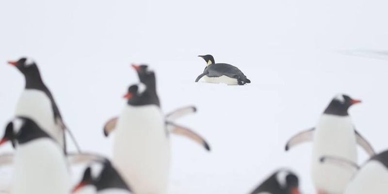 Вчені століття приховували "проституцію" серед пінгвінів – ЗМІ