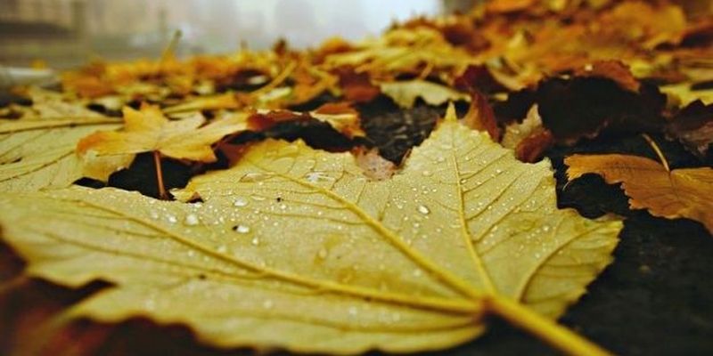 У парках Дніпра заборонили прибирати опале листя