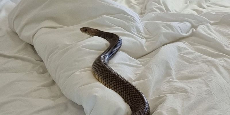 Смертельно опасна: австралиец обнаружил в своей постели массивную ядовитую змею
