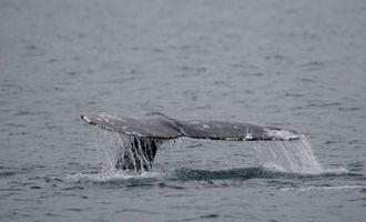 Более 100 китов выбросились на берег – спасатели сообщили, сколько млекопитающих погибли