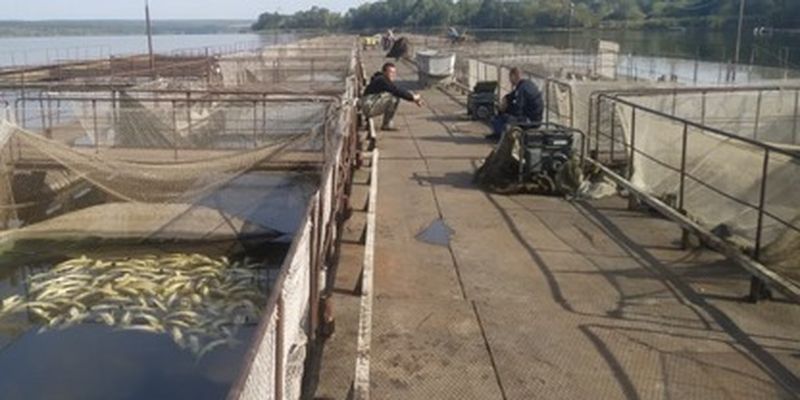 Концы в воду: кому был выгоден массовый мор рыбы в одном из озер в Винницкой области/Похоже, что рыбу уничтожили умышленно, ради получения страховки