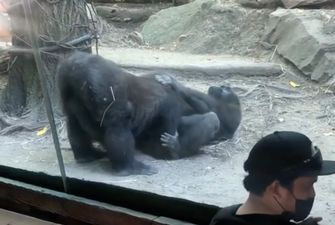 В зоопарке гориллы перед десятками посетителей занялись оральным сексом