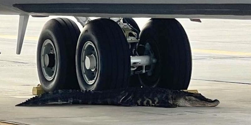 Аллигатор заблокировал военный самолет на базе ВВС США