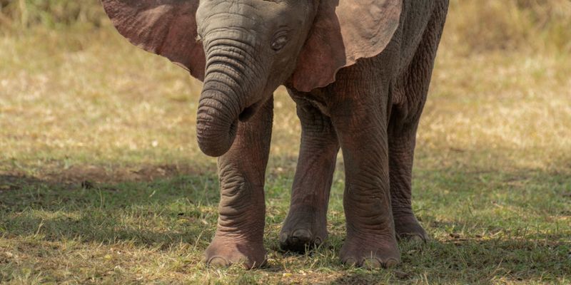 «Не мыши»: ученые выяснили чего слоны боятся больше всего