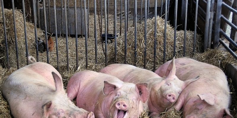 В Черновицкой области из-за вспышки африканской чумы на убой отправят 21 тысячу свиней