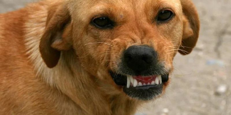 В Херсоне бродячая собака разорвала ногу пожилой женщине