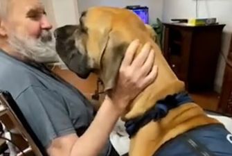 "Ніжний гігант": 78-кілограмовий пес рятує від самотності стареньких у будинках для людей похилого віку