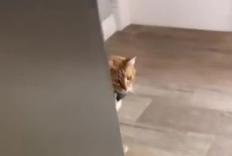 "Ну, привіт": відео із ввічливим котом розійшлося Мережею і стало вірусним