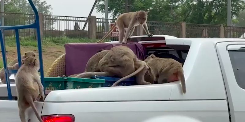 В Таиланде стая обезьян ограбила автомобиль, перевозивший апельсины