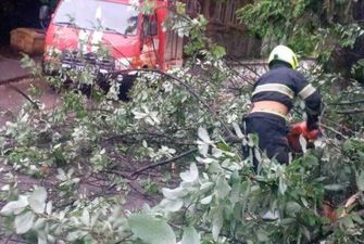 Рятувальники на Буковині продовжують прибирати повалені дерева з доріг