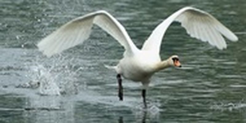 Птичий грипп обнаружили у лебедей на Буковине