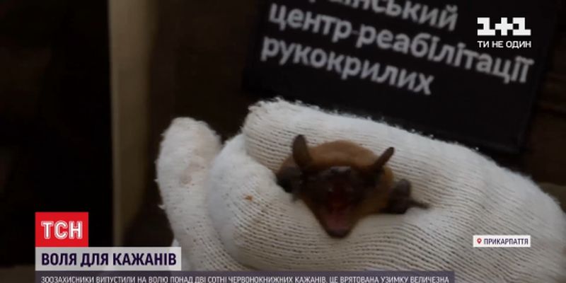 У Франківську зоозахисники випустили понад 200 червонокнижних кажанів, яких врятували взимку