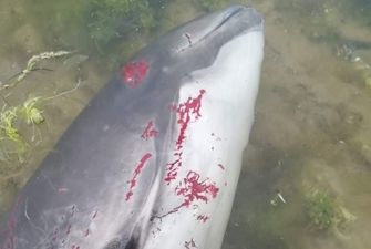 В Черном море из-за действий захватчиков погибли десятки тысяч дельфинов – эколог