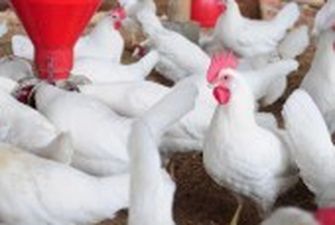 Франція повідомила про спалах високопатогенного пташиного грипу на фермі