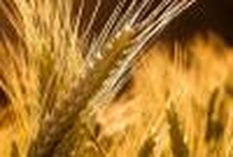 Аграрии засеяли яровыми зерновыми 91% запланированной площади