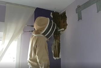 Супруги прожили с роем пчел в стене два года