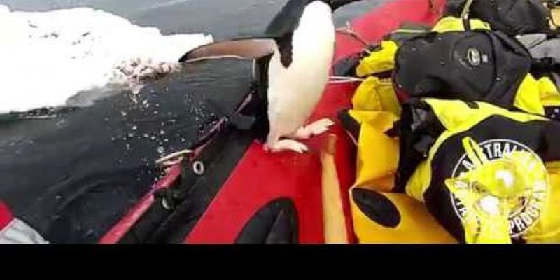 Сеть насмешил пингвин, который запрыгнул в лодку к ученым