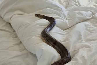 Смертельно опасна: австралиец обнаружил в своей постели массивную ядовитую змею