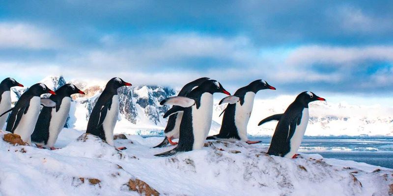 Пингвины и другие жители Антарктиды под угрозой вымирания: ученые бью тревогу