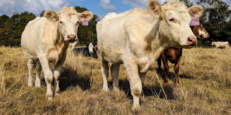Чисельність корів в Україні зменшилася на 6,4%