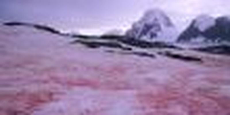 В Антарктиде выпал малиновый снег: ученые бьют тревогу