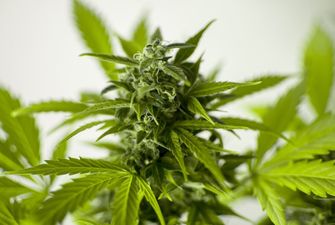 В Черкасской области любителя марихуаны могут посадить на 5 лет