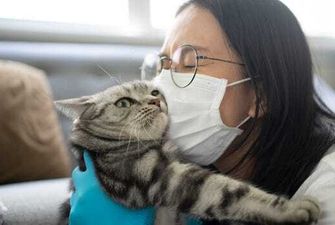 Может ли кот заболеть Covid-19 и передавать вирус - объяснение эксперта