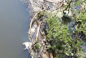 На Волині через брудну воду масово загинула риба: фото