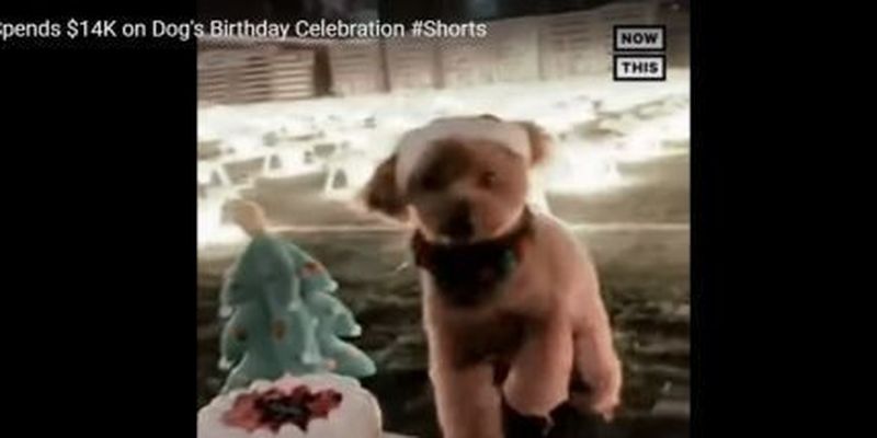 В Китае женщина арендовала 500 дронов, чтобы поздравить собачку с Днем рождения