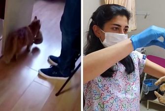 Она знала к кому обратиться: В Турции бездомная кошка пришла со своими котятами к ветеринарам