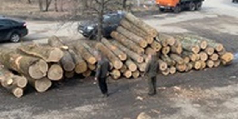 В Сумской области разоблачили масштабные сделки с лесом