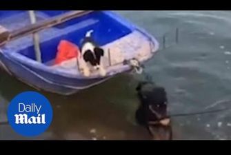 Настоящая дружба: пес помогает выбраться подруге из лодки
