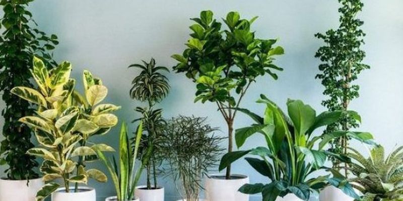Небезпечна краса: кімнатні рослини, які можуть бути отруйними для людей та тварин