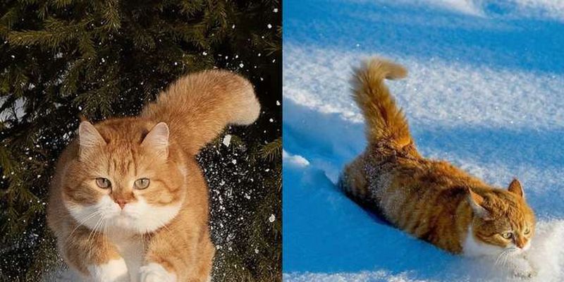 Этот обожающий снег пухлый кот покорит вас восхитительной внешностью