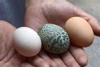 Курка знесла зелене яйце з візерунком і всіх спантеличила