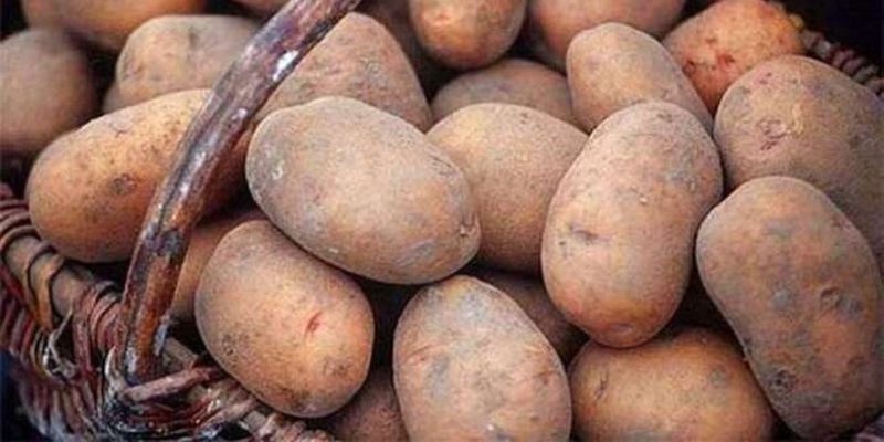 Фермеры в отчаянии: цены на картошку падают, а спрос на нуле